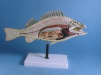 Fish Anatomy (Perch)
