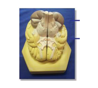 Human Brain Model