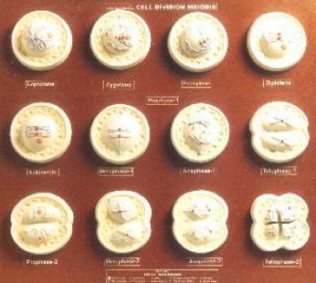 Meiosis Model