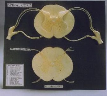 Spinal Cord Section