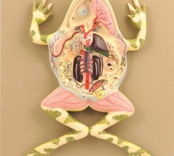 Amphibian Anatomy (Frog)