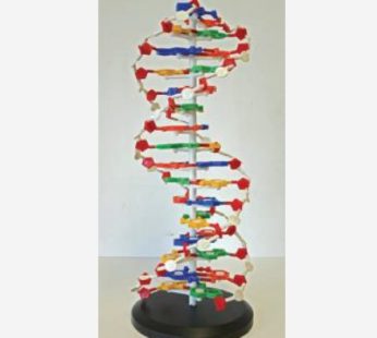 DNA Structure