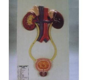 Human Urinary System Model