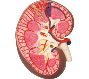 Human Kidney Model