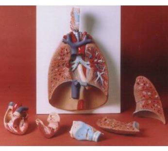 Human Respiratory System Model