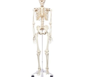 Human Skeleton