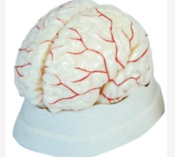 Human Brain Model