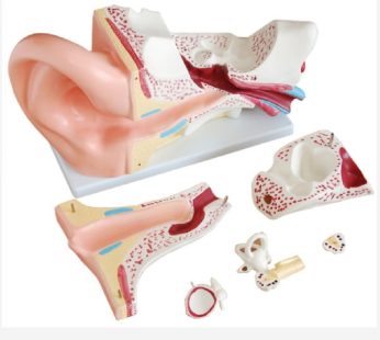 Human Ear Model