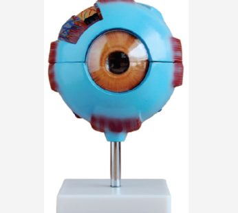 Human Eye Model