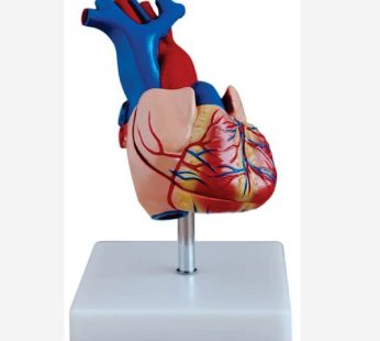 Human Heart Model