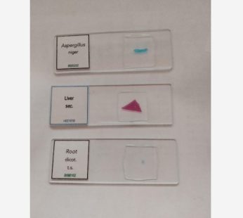 Stem Dicot. t.s.